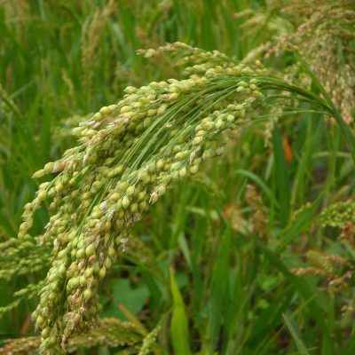 millet, cultivation, grain, agriculture, spike, millet, millet, millet, millet, millet